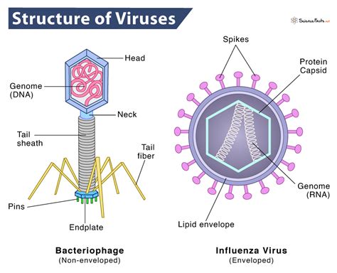 Virus Diagram Capsid