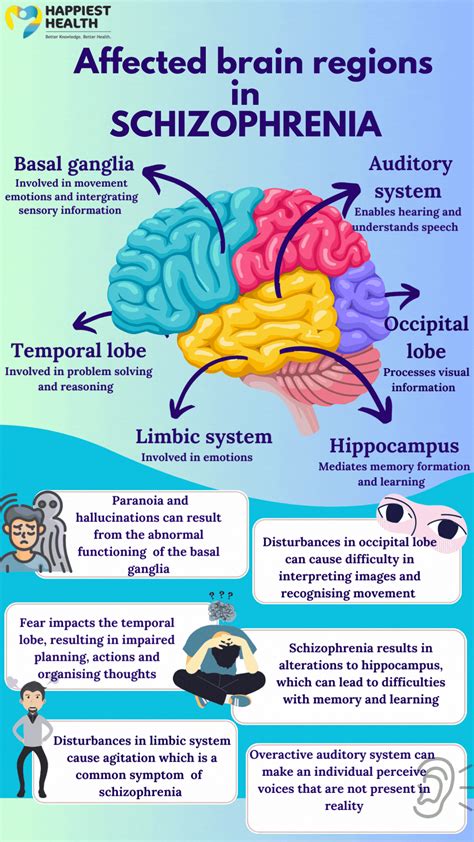 Affected brain regions in schizophrenia | Happiest Health