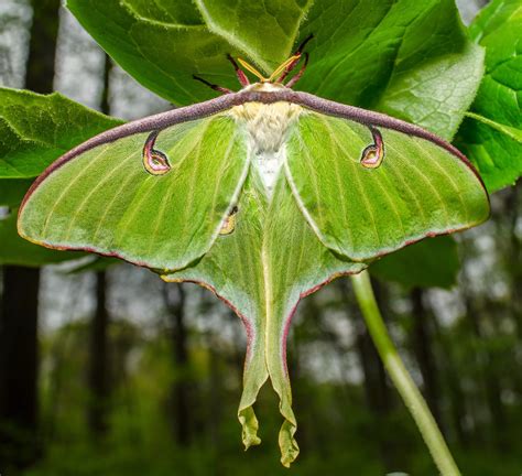 On the Subject of Nature: Luna Moth