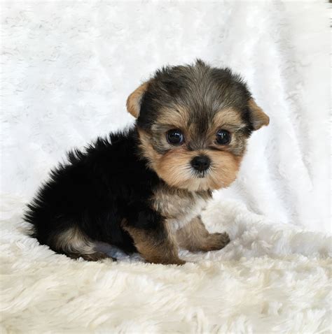 Teacup Yorkie Puppy For sale Lilly! | iHeartTeacups