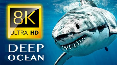 THE DEEP OCEAN | 8K TV ULTRA HD / Full Documentary - YouTube