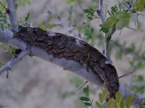 Black Witch Moth - Life Cycle Photographs & Rearing Note