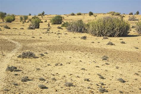 Thar Desert | Map, Climate, Vegetation, & Facts | Britannica