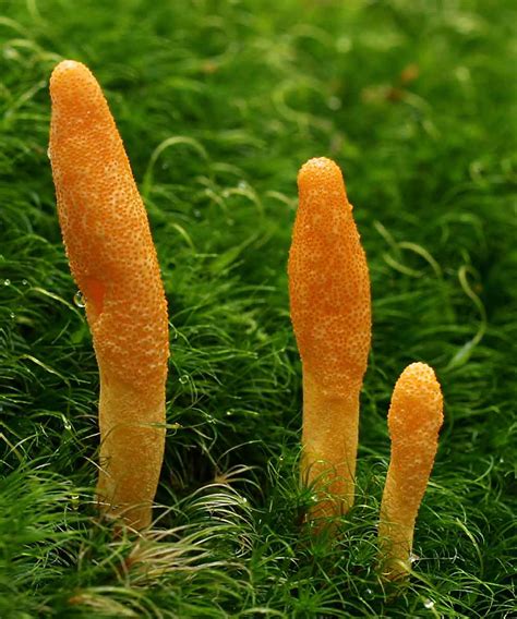 Cordyceps Mushroom: An Intricate Medicine from the Top of the World