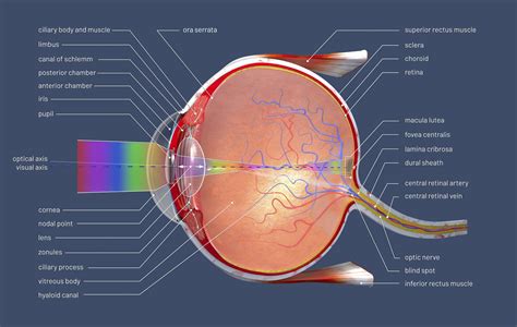 Anatomy of the Eye