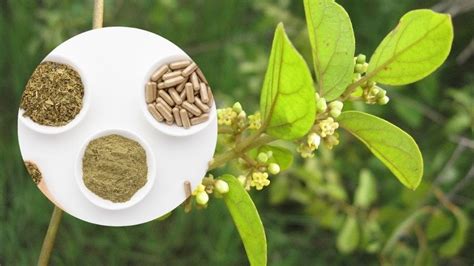 What is Gymnema sylvestre? Health benefits of Gymnema sylvestre