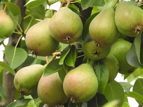 Kieffer Pear Tree for Sale - Buying & Growing Guide - Trees.com