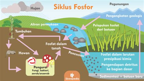 Siklus Fosfor Dan Penjelasannya - IMAGESEE