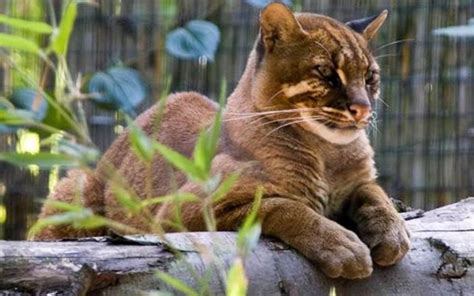 Bay cat – a mysterious cat from Borneo | DinoAnimals.com