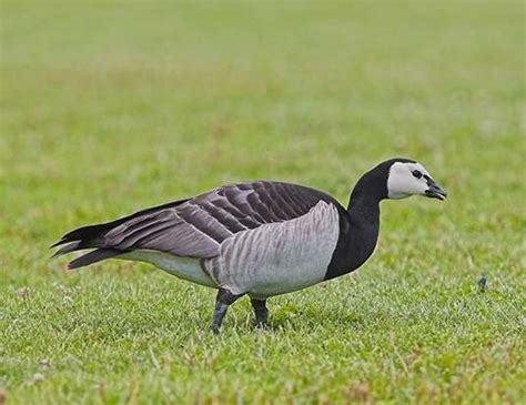 MAGPIE GOOSE LIFE EXPECTANCY