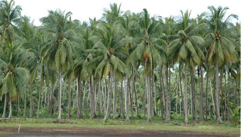 Lima Provinsi Penghasil Kelapa Terbesar di Indonesia - Jazirah ...