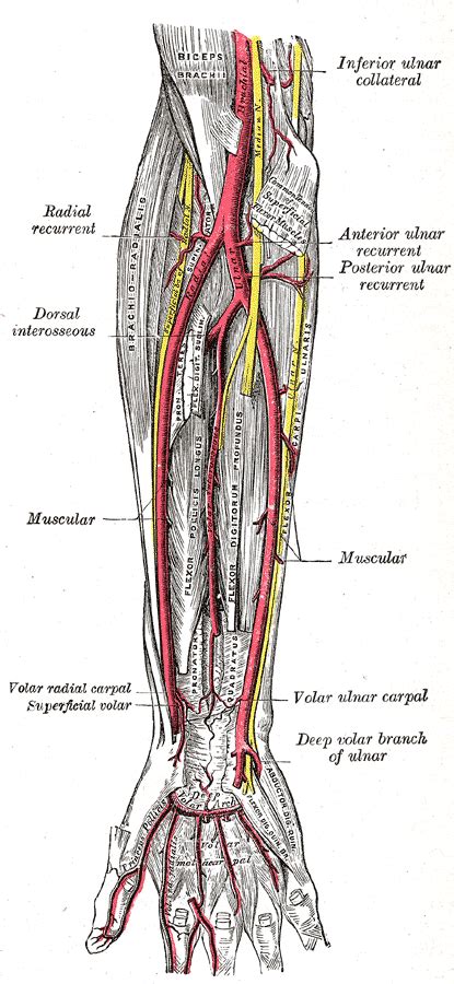 Ulnar artery - wikidoc