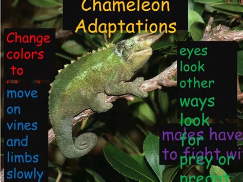 PPT - Chameleon Adaptations PowerPoint Presentation, free download - ID ...