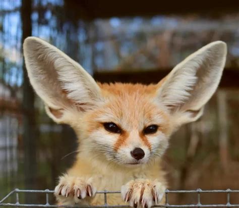 Fennec Fox – Facts, Size, Lifespan, Habitat, Pictures