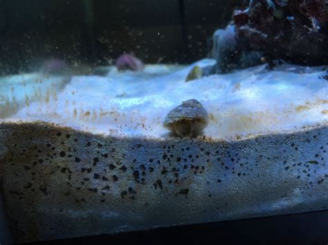 Can Snails Damage My Corals? | 3reef Aquarium Forums