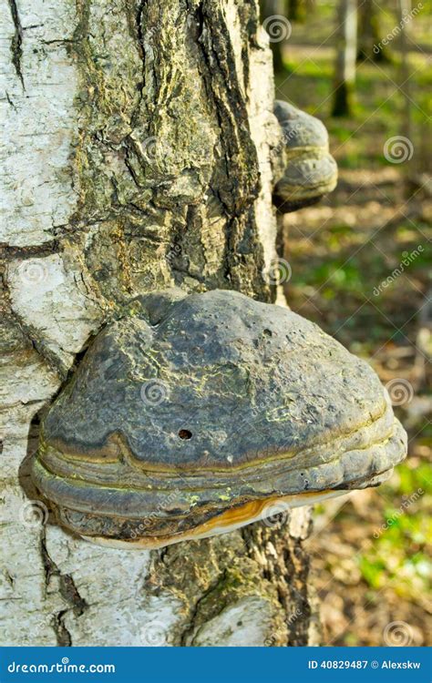 Polypore mushroom stock image. Image of inspection, branches - 40829487