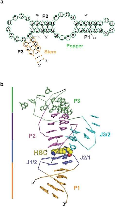 The sequence and structure of Pepper aptamer a, The sequence and ...