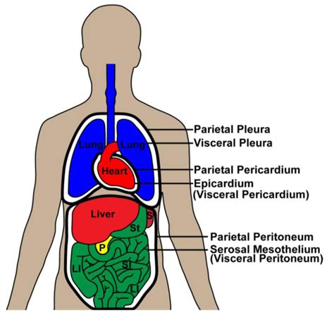 Parietal Pleura And Pericardium