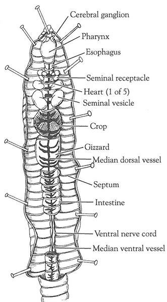 Earthworm Dissection | Carolina Biological Supply