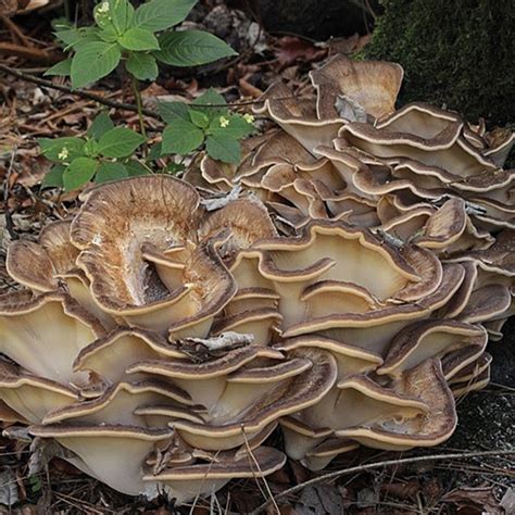 Giant Polypore Mushroom (Meripilus giganteus) Identification