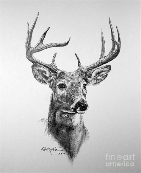 Buck Deer Drawing - Buck Deer Fine Art Print | Deer art print, Deer ...