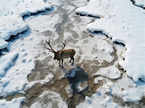 Premium AI Image | a deer standing in snow