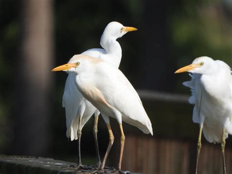 Cattle Egret - eMuseum of Natural History