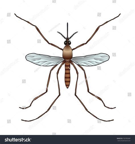 Insect Realistic Mosquito Culex Pipiens Mosquito Stock Vector (Royalty ...