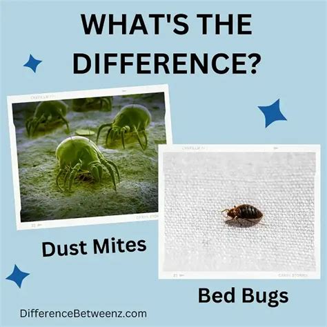 Difference between Dust Mites and Bed Bugs - Difference Betweenz