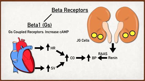 Beta Adrenergic Receptors: Types, Function, Location, Stimulation ...