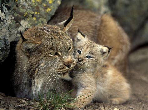 Iberian Lynx - Coniferous Forest