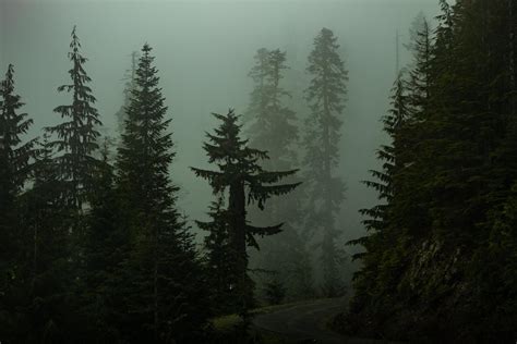 Pine trees in a dark foggy forest 1308635 Stock Photo at Vecteezy