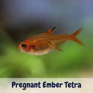 How to Notify Pregnant Ember Tetra? Let’s Read to Explore