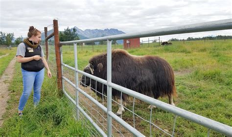 Glacier Walk and The Musk Ox Farm-Palmer-Alaska - Obligatory Traveler