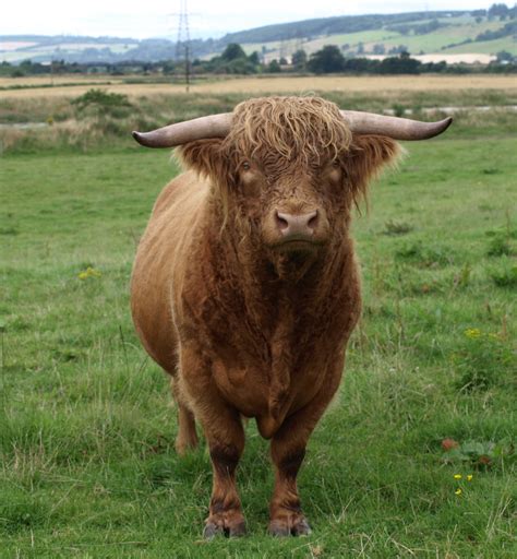 File:Highland Cattle bull.jpg - Wikipedia