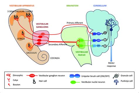 Primary and secondary afferents from the vestibular system to the ...