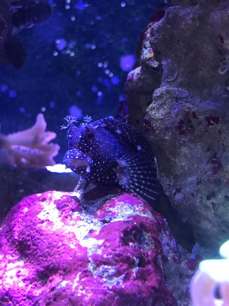 What is everyone's favorite blenny? | Reef2Reef