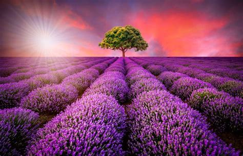 Lavender Fields Sunset