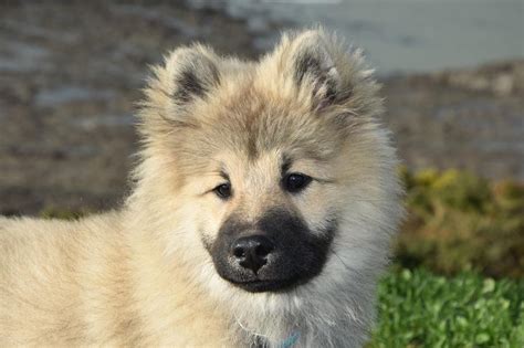 Hundeportrait: Eurasier - Haustiertipps