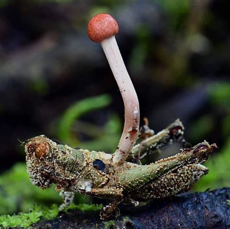 The Cordyceps fungus infects and controls insects. Turning them into ...