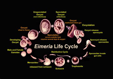 File:Eimeria life cycle usda.jpg - Wikipedia, the free encyclopedia