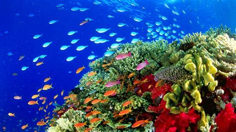 Coral Reef Live Wallpaper (59+ images)