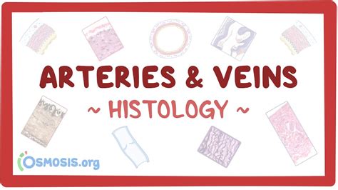 Artery and vein histology: Video, Causes, & Meaning | Osmosis