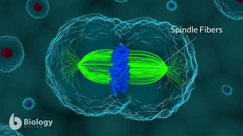 Spindle fiber - Definition and Examples - Biology Online Dictionary