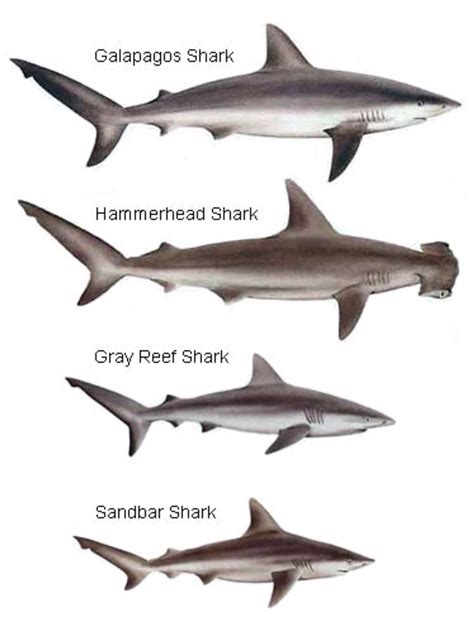 Sharks species identification chart. | Galapagos shark, Shark, Grey ...