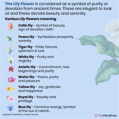 Lily Flower Meaning | Lily Symbolism | What Do Lilies Symbolize | Calla ...