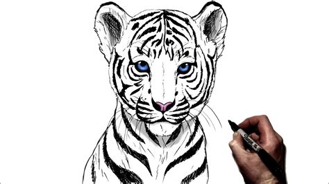 How To Draw A Realistic Baby Tiger Step By Step