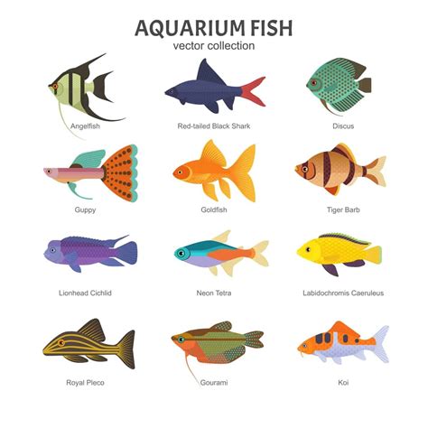 18 Popular Types of Aquarium Fish - Home Stratosphere