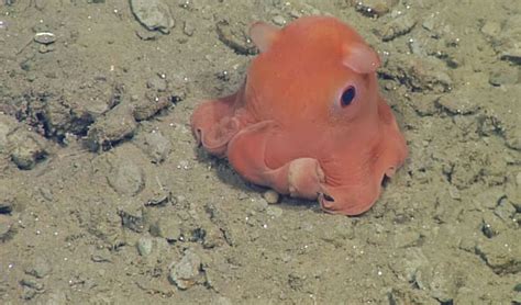 This Octopus Is So Adorable That Scientists Might Name It ‘Adorabilis’