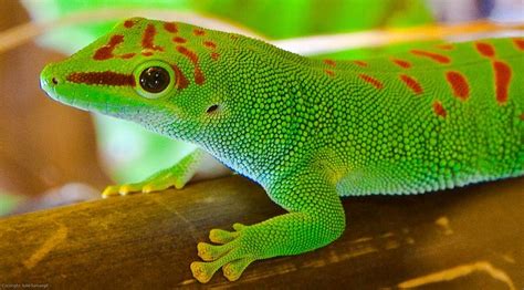 Gecko - The Colorful, Unique Reptile | Types, Diet, And More